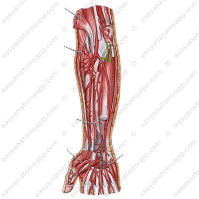Локтевая возвратная артерия (arteria recurrens ulnaris)